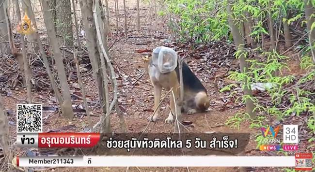 ช่วยหมาจรจัด ช่วยหมาจรจัด