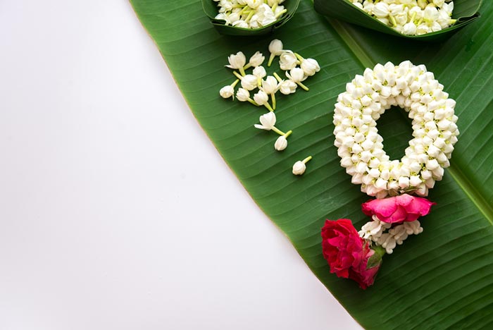 ดอกมะลิ ดอกมะลิ