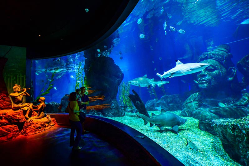 พิพิธภัณฑ์สัตว์น้ำในไทย ตื่นตาโลกใต้น้ำ เที่ยวเพลินจนลืมเวลา