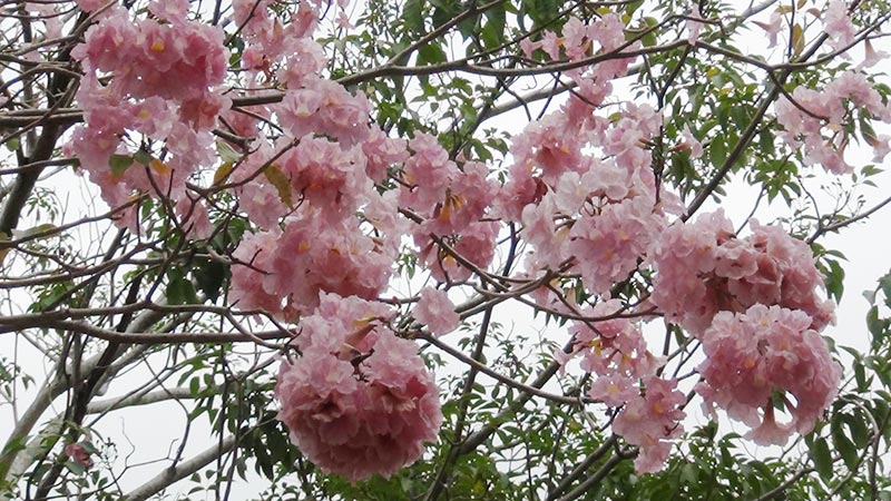 ชมพูพันธุ์ทิพย์