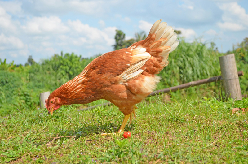 ไก่โรดไทย