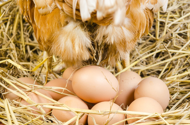 วิธีเลี้ยงไก่ไข่ ด้วยเกษตรทฤษฎีใหม่ มือใหม่ก็เลี้ยงได้
