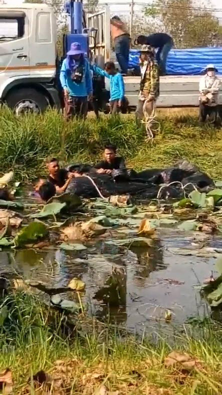 ยีราฟตาย
