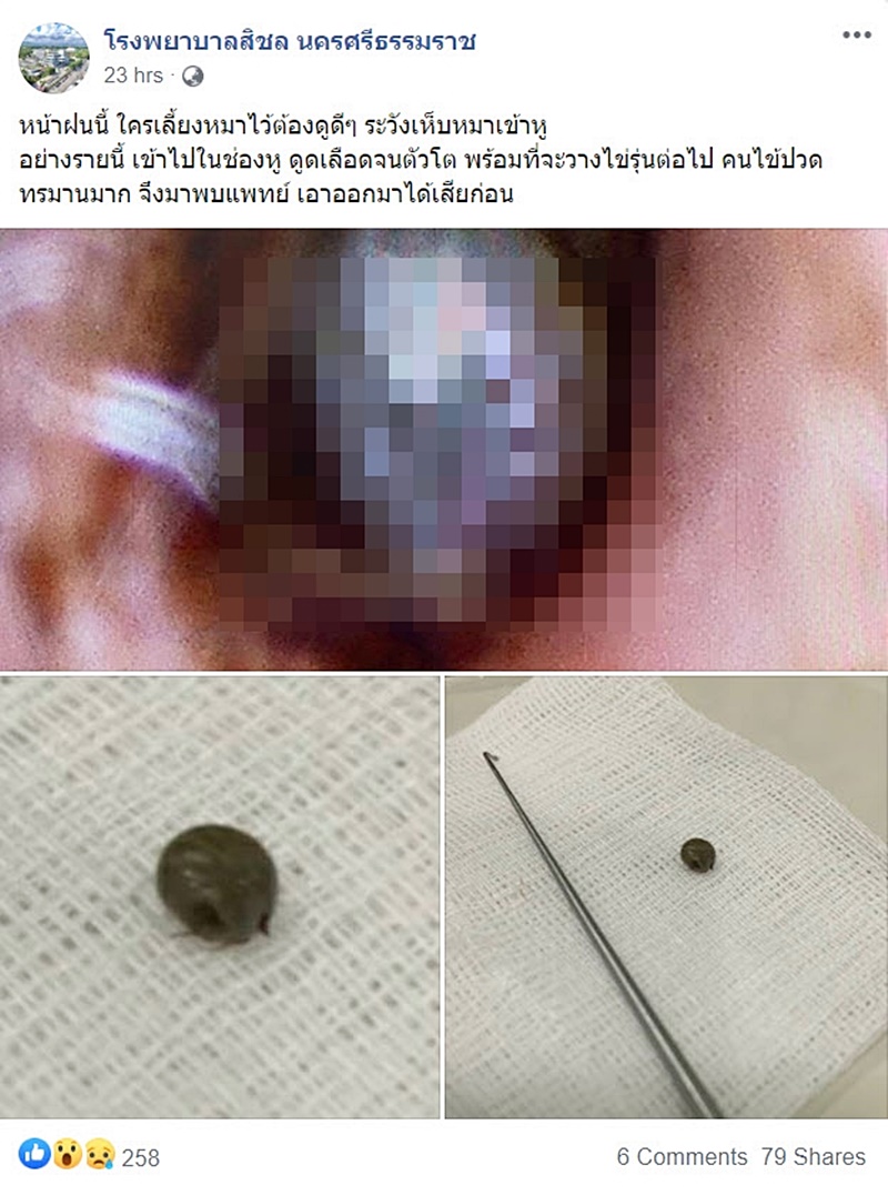 เห็บ