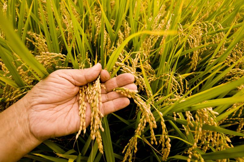 เยียวยาเกษตรกร