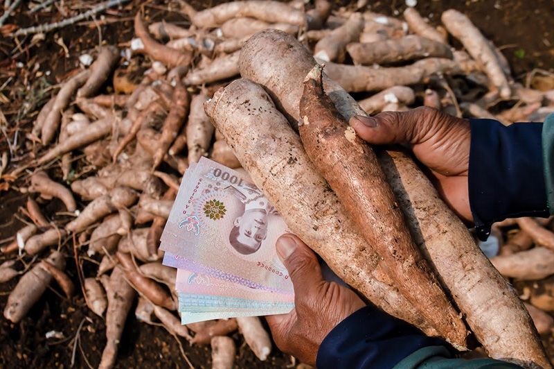 Cassava