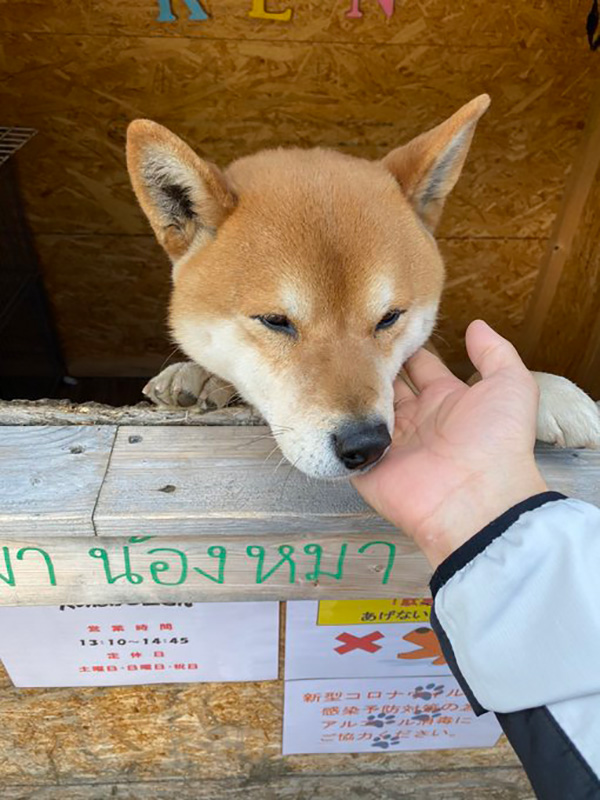 เคนจัง ตายแล้ว หมาชิบะขายมันเผา เมืองซัปโปโร ประเทศญี่ปุ่น กลับดาวหมาแล้ว