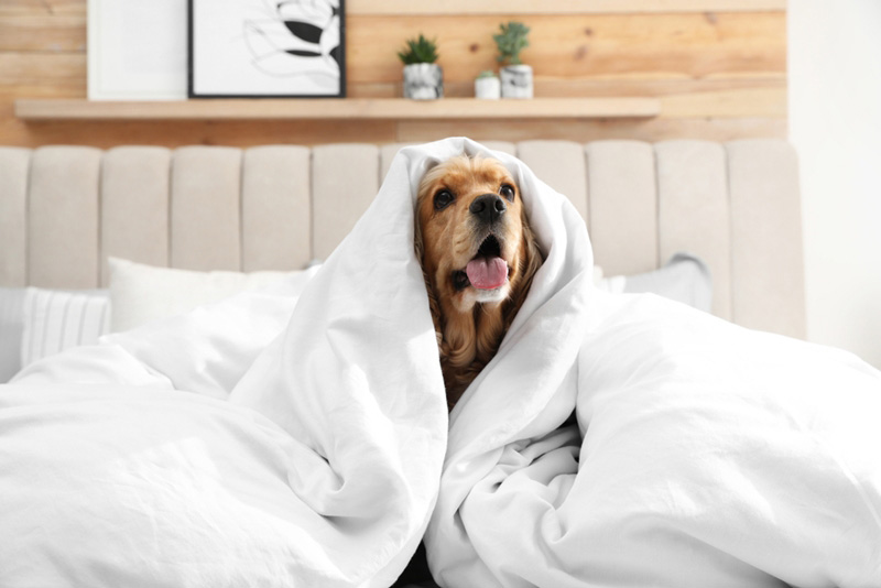 วิธีดูแลสุนัขหน้าหนาว ป้องกันเจ้ตูบป่วยช่วงอากาศเย็น