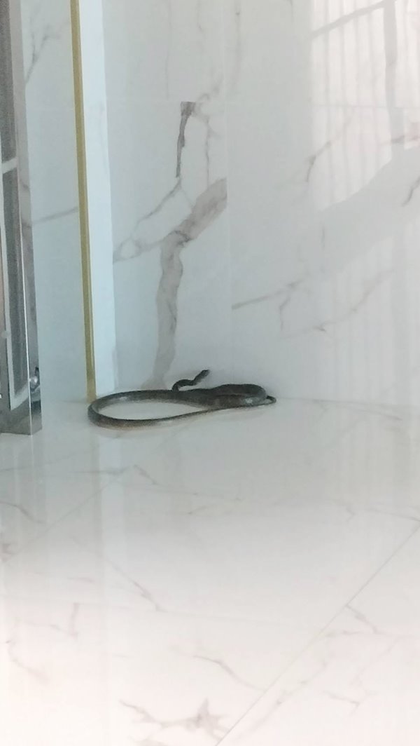 งูเข้าบ้าน
