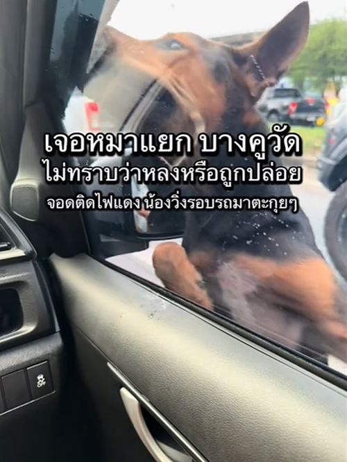 หมาถูกทิ้งวิ่งรอบรถกลางสี่แยก ชะเง้อหาเจ้าของ