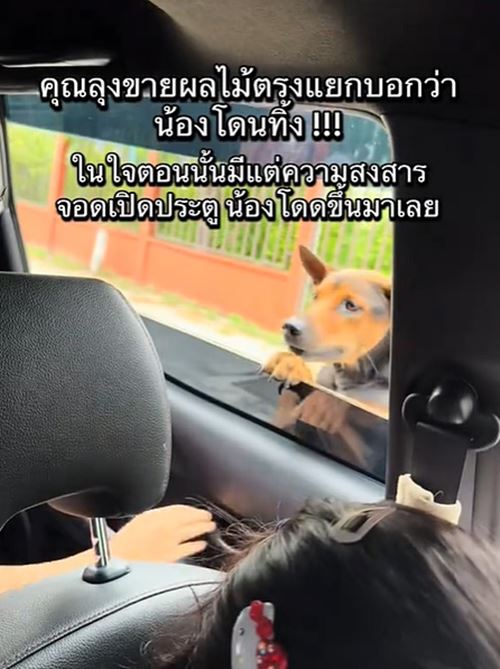หมาถูกทิ้งวิ่งรอบรถกลางสี่แยก ชะเง้อหาเจ้าของ