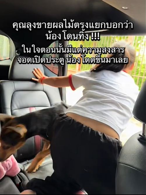 หมาถูกทิ้งวิ่งรอบรถกลางสี่แยก ชะเง้อหาเจ้าของ