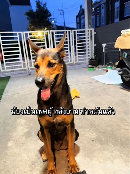 หมาถูกทิ้งวิ่งรอบรถกลางสี่แยก ชะเง้อหาเจ้าของ