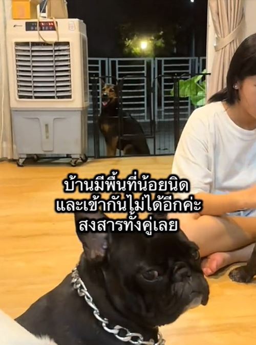 หมาถูกทิ้งวิ่งรอบรถกลางสี่แยก ชะเง้อหาเจ้าของ