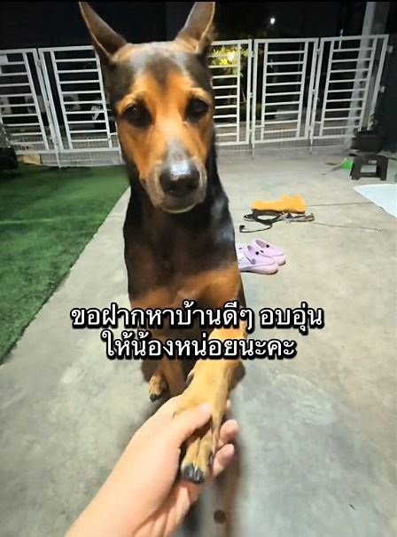 หมาถูกทิ้งวิ่งรอบรถกลางสี่แยก ชะเง้อหาเจ้าของ