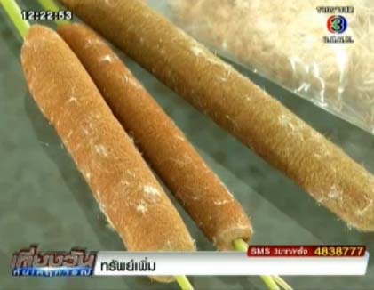 เจ้าคุณทหารลาดกระบัง พบ ดอกธูปฤาษี ดูดซับคราบน้ำมันได้ดี 