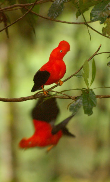 นกอันเดียน ค็อกออฟเดอะร็อก (Andean Cock-of-the-Rock)