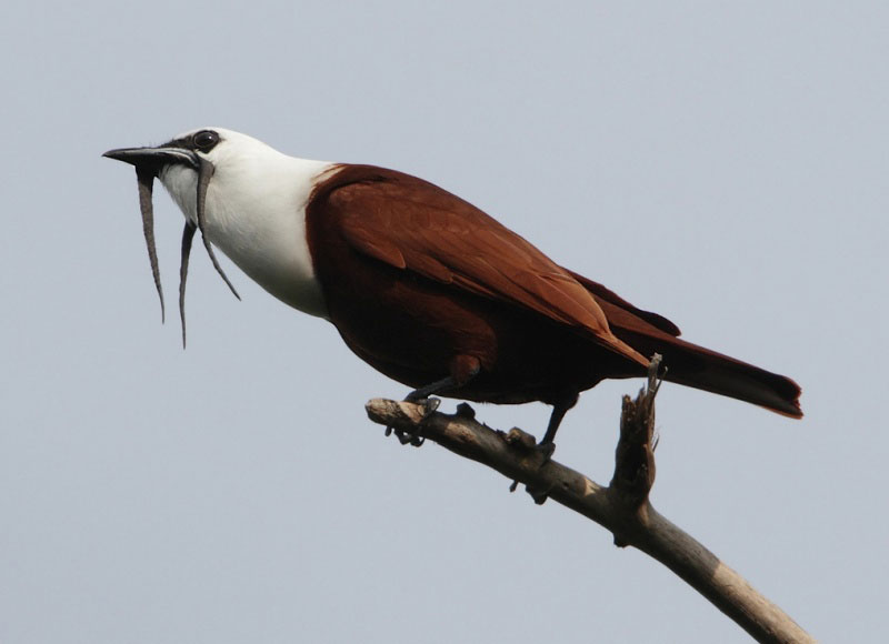 นกเบลเบิร์ด (Three-Wattled Bellbird)