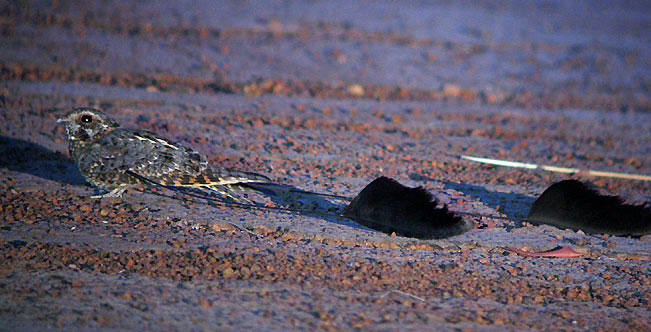 นกสแตนดาร์ดวิงค์ ไนท์จาร์ (Standard-Winged Nightjar)