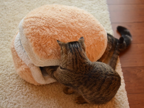 ที่นอนแมวมาการองสีหวาน เปลี่ยนน้องแมวเป็นไส้ขนมในพริบตา