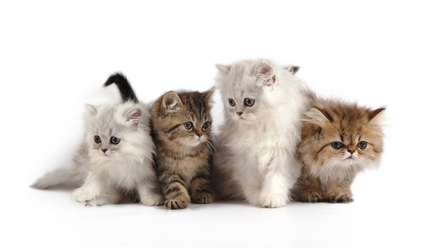 แมวเปอร์เซีย persian cats ประวัติแมวเปอร์เซีย