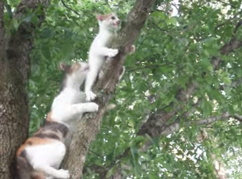 สอนปีนต้นไม้แบบเหมียว ๆ ฉบับแม่แมวสอนลูก