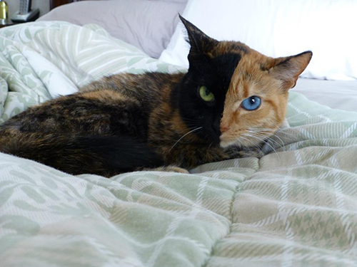 วีนัส แมวหน้าแปลก ดำครึ่งส้มครึ่ง