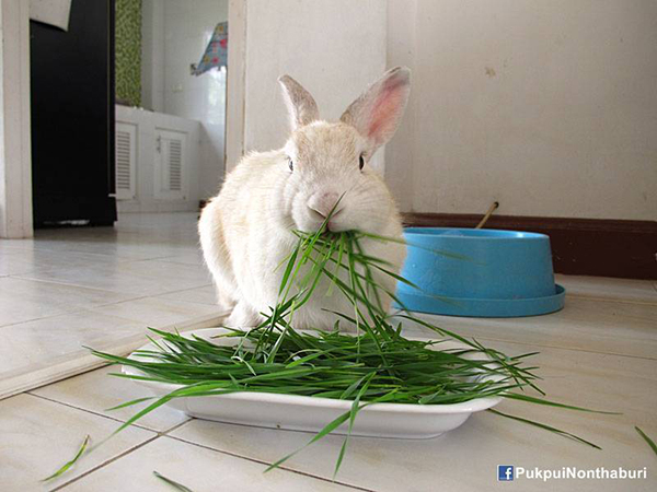 น้องหมอก ชวนปลูกต้นข้าวสาลี อาหารกระต่ายปลอดสารพิษ