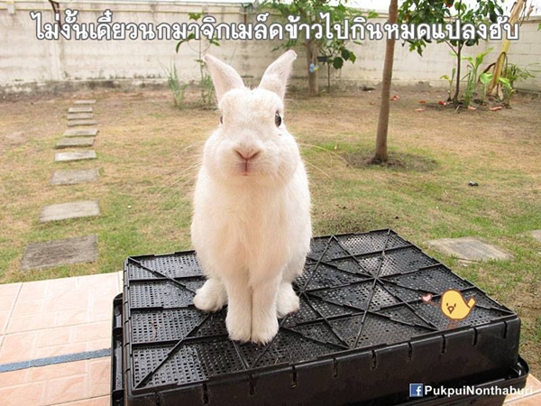 น้องหมอก ชวนปลูกต้นข้าวสาลี อาหารกระต่ายปลอดสารพิษ