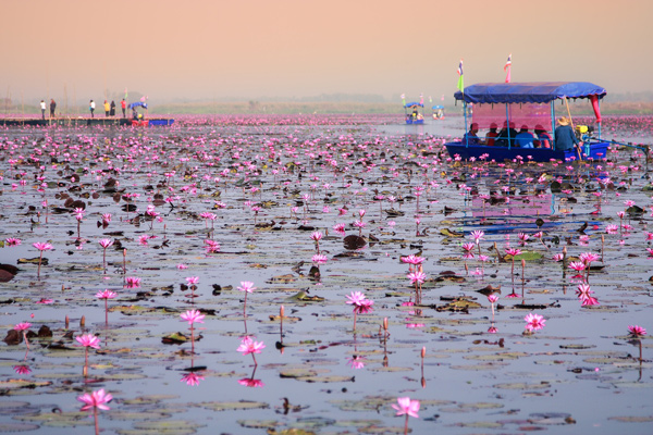 ทะเลบัวแดง หนองหาน กุมภวาปี