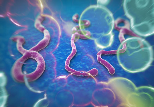เตือนอีโบลาเสี่ยงระบาดทั่วโลก หลังผู้ป่วยโดยสารเครื่องบิน 2 ลำ