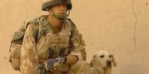 อังกฤษมอบเหรียญสดุดีให้สุนัข ซาช่า สละชีพในอัฟกานิสถาน