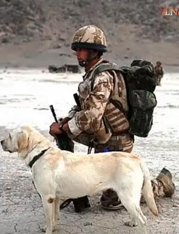 อังกฤษมอบเหรียญสดุดีให้สุนัข ซาช่า สละชีพในอัฟกานิสถาน