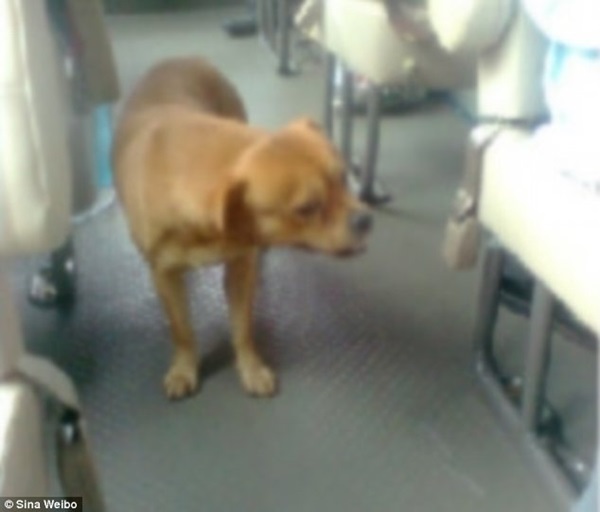  สุนัขจีนพลัดหลง รอเจ้าของที่ป้ายรถเมล์-ขึ้นไปตามหาบนรถทุกวัน