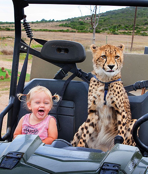 พ่อแม่แอฟริกาใต้ เลี้ยงเสือชีตาห์กับเด็กในบ้าน