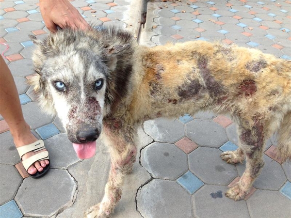 มาริโอ้ สุนัขไซบีเรียนถูกทิ้ง หลังผ่านไป 2 ปี