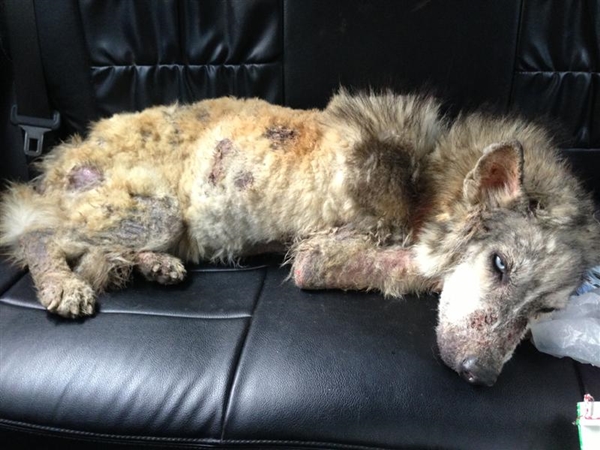 มาริโอ้ สุนัขไซบีเรียนถูกทิ้ง หลังผ่านไป 2 ปี
