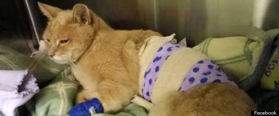 สตับส์ นายกเทศมนตรีแมวในอลาสกา ถูกหมากัดเจ็บหนัก
