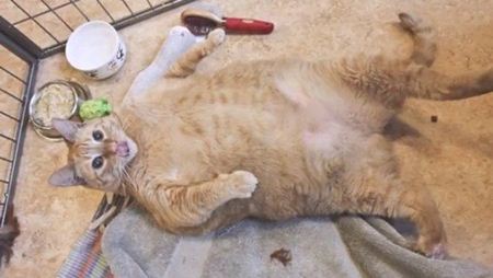 สปอนจ์บ็อบ แมวที่อ้วนที่สุดในโลก เสียชีวิตแล้วจากโรคหอบหืด