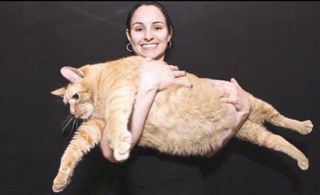 สปอนจ์บ็อบ แมวที่อ้วนที่สุดในโลก เสียชีวิตแล้วจากโรคหอบหืด