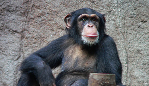 นักวิทย์สเปนเผยพบชิมแปนซีชอบดูหนังโป๊