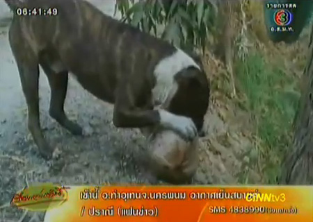 สุนัขพิตบูลแสนรู้ ช่วยชาวบ้านปอกเปลือกลูกมะพร้าว