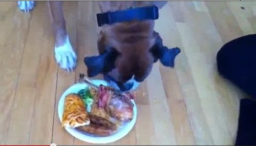 เลนน็อกซ์ Lennox สุนัขที่ทานอาหารสุดหรู ก่อนเจ้าของพาไปฉีดยา พ้นความทรมาน