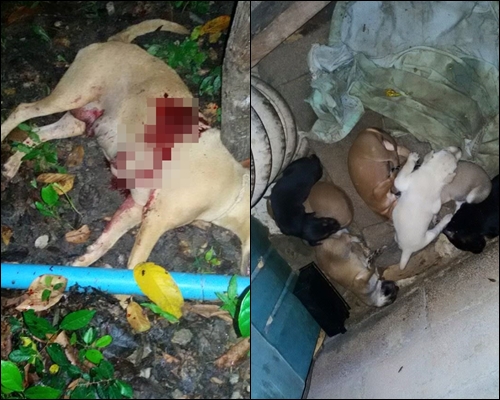 ชาวเน็ตประณามคนใจโหด รัวกระสุน 3 นัด ยิงสุนัขแม่ลูกอ่อนตาย