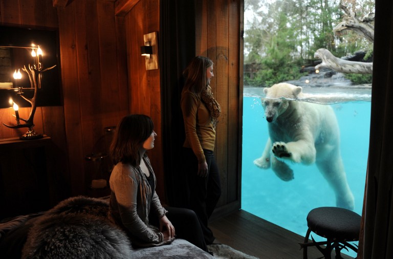 สวนสัตว์ฝรั่งเศสจัดเต็ม เปิดให้พักค้างคืนชมหมีโพลาร์อย่างใกล้ชิด
