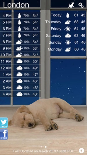 Weather Puppy