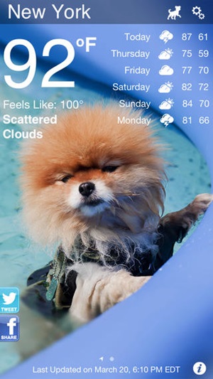 Weather Puppy