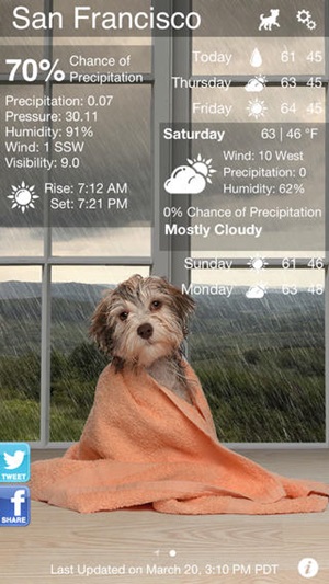 Weather Puppy