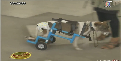 นศ.เทคโนสุรนารี ผุดไอเดียใช้ท่อพีวีซีสร้างวีลแชร์ให้สุนัขพิการ