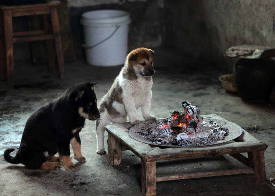 มะหมาพี่น้องรุมผิงไฟแก้หนาวในจีน